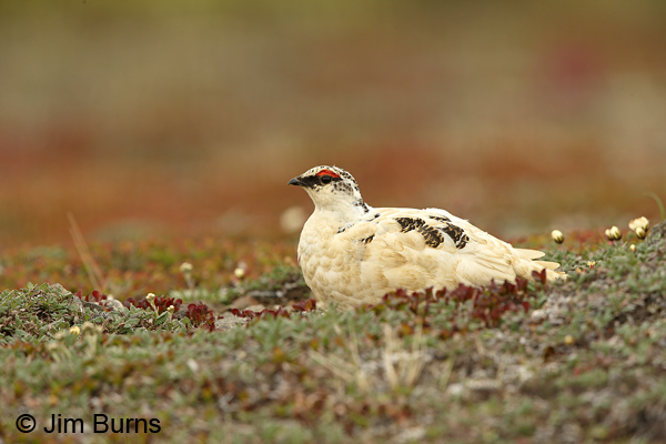 Rock Ptarmigan male resting on tundra