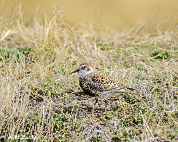 Rock Sandpiper breeding