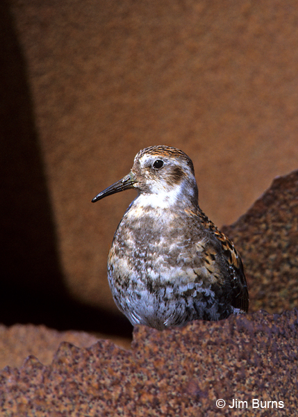 Rock Sandpiper on Debris Beach