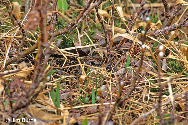 Rock Sandpiper on nest