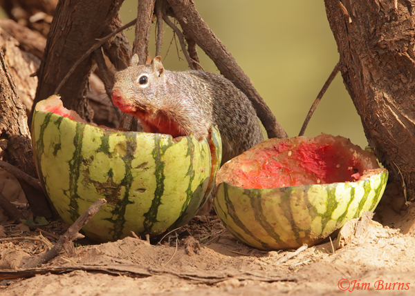 Rock Squirrel picnic--8986