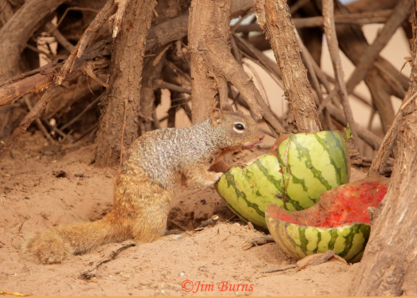 Rock Squirrel picnic #2--9123