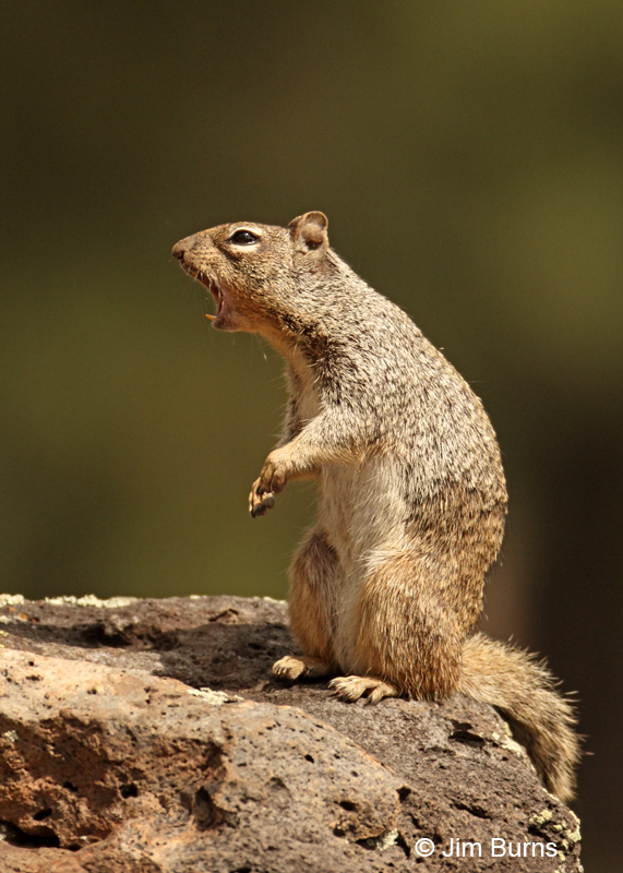 Rock Squirrel sounding off