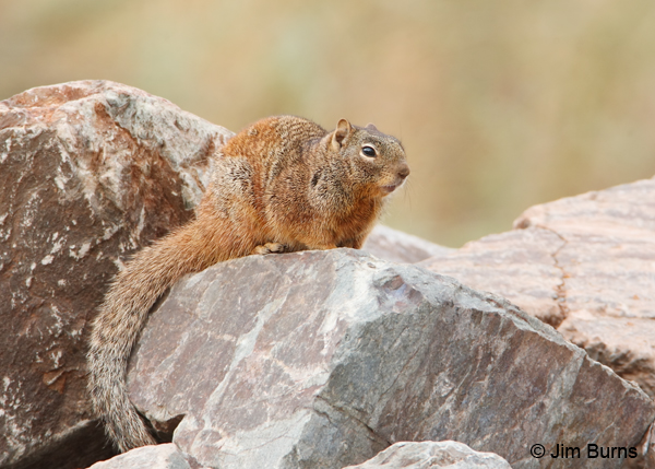 Rock Squirrel