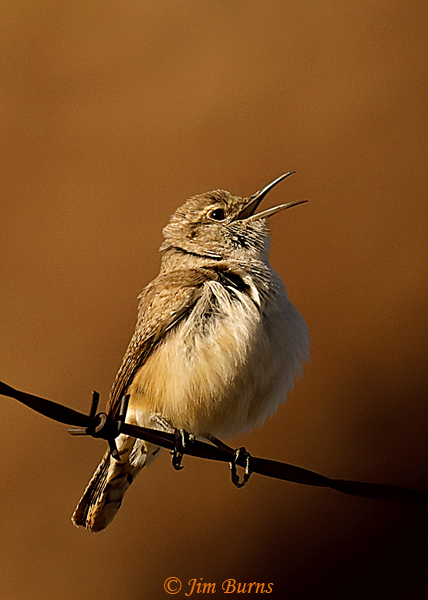 Rock Wren singing--9998