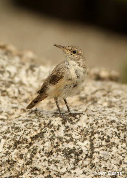Rock Wren juvenile ventral view