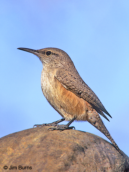 Rock Wren on rock