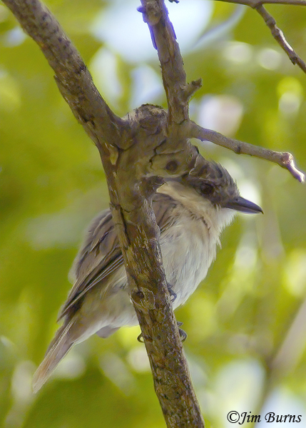 Rose-throated Becard  juvenile female--1001