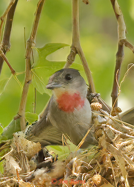 Rose-throated Becard male at rest on nest--6525