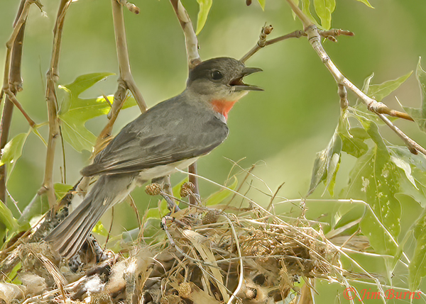 Rose-throated Becard male--6551