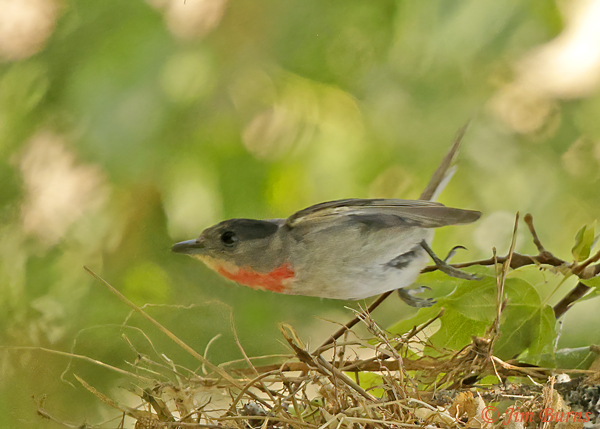 Rose-throated Becard male in flight--6601