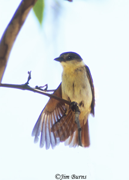 Rose-throated Becard  juvenile female--1000