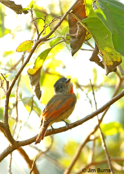 Rose-throated Becard immature male