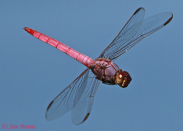 Roseate Skimmer male in flight, Maricopa Co., AZ, October 2018--9571