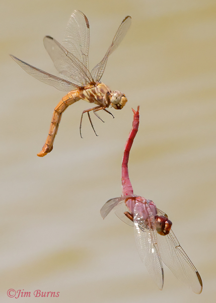 Roseate Skimmer male uncoupling from copulation wheel, Maricopa Co., AZ, July 2022--0939