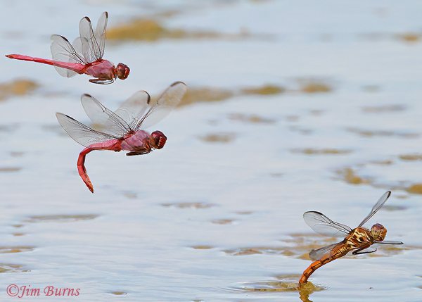 Roseate Skimmer male fending off interloping male as female oviposits, Maricopa Co., AZ, July 2022--1788
