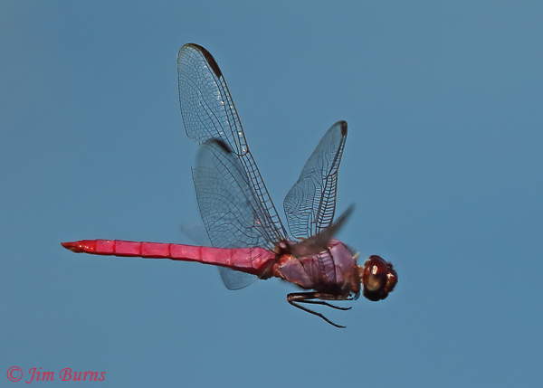 Roseate Skimmer male in flight, Pinal Co., AZ, July 2021--9519