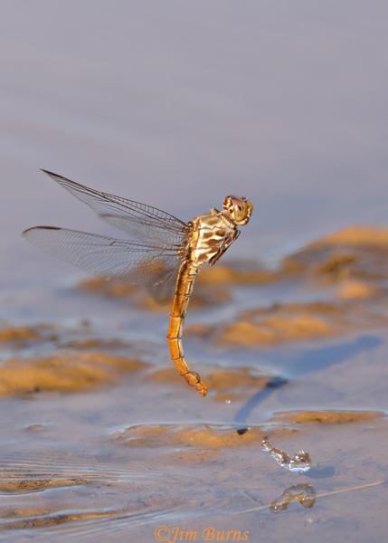 Roseate Skimmer female ovipositing, Maricopa Co., AZ, November 2021--9747