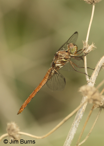 Roseate Skimmer immature male, Uvalde Co., TX, September 2012