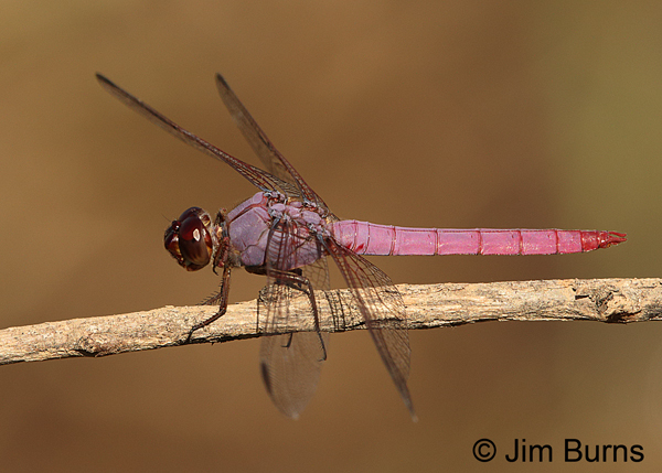 Roseate Skimmer male, Pima Co., AZ, August 2014