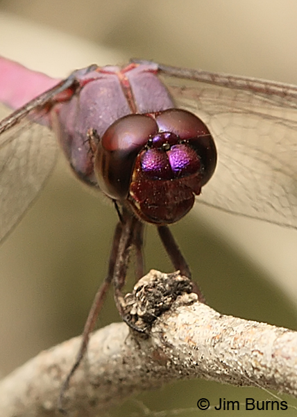 Roseate Skimmer male face shot, Hidalgo Co., TX, October 2013