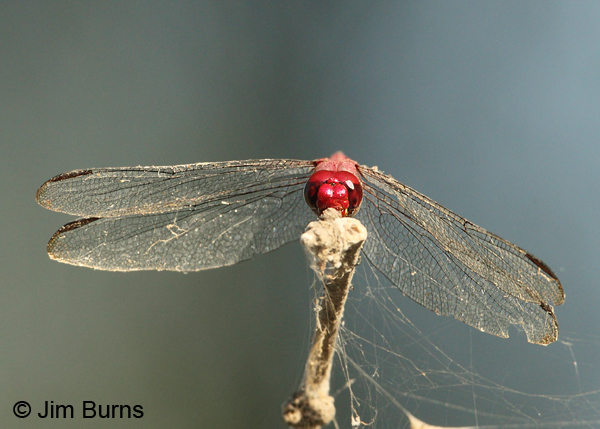 Roseate Skimmer male face shot, Hidalgo Co., TX, October 2011