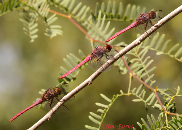 Roseate Skimmers age grouping, oldest on top, freshest on bottom, Maricopa Co., AZ, October 2021--7082