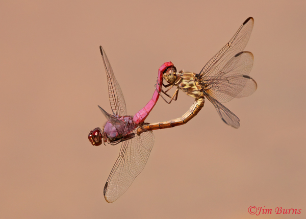 Roseate Skimmer pair in wheel, Maricopa Co., AZ, October 2021--7260