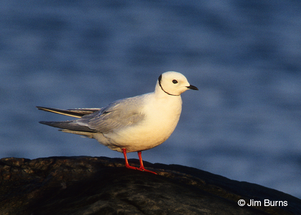 Ross's Gull