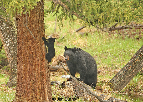 Rosy and Blackie coming down tree