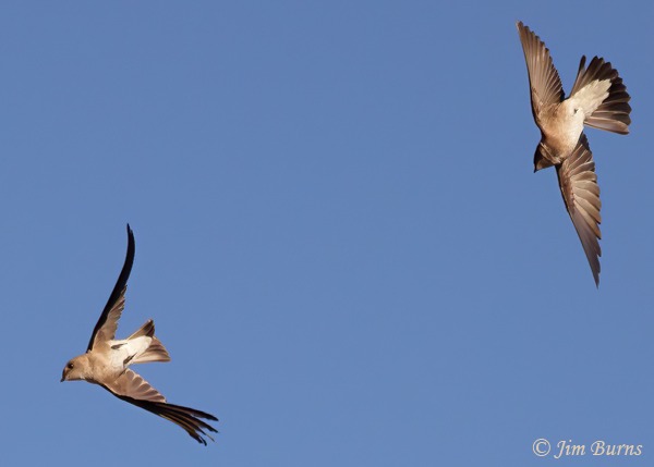 Northern Rough-winged Swallow chase--6370