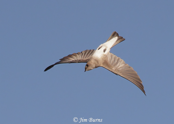 Northern Rough-winged Swallow trolling for insects--6371