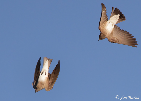 Northern Rough-winged Swallow chase #2--6373