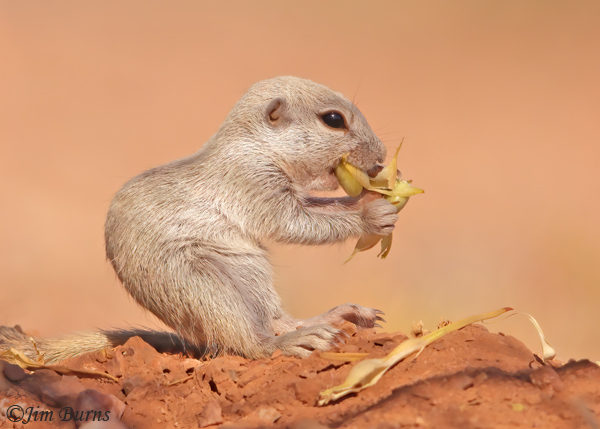 Round-tailed Ground Squirrel kit eating Mesquite bean pod--3704