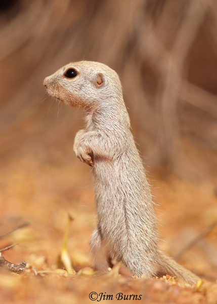 Round-tailed Ground Squirrel kit, cuteness factor 10--3715