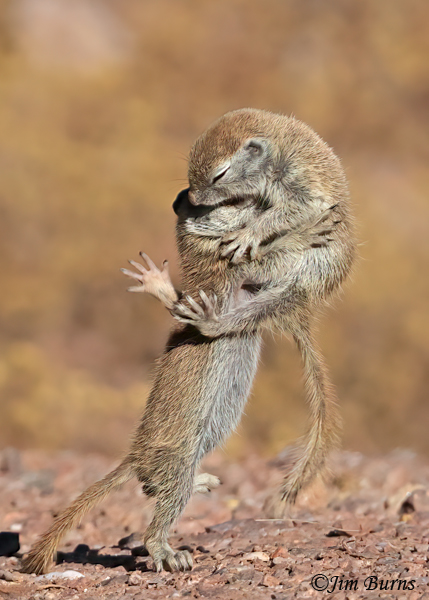 He Ain't Heavy, He's My Brother