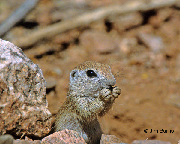 Round-tailed Ground Squirrel eating lunch