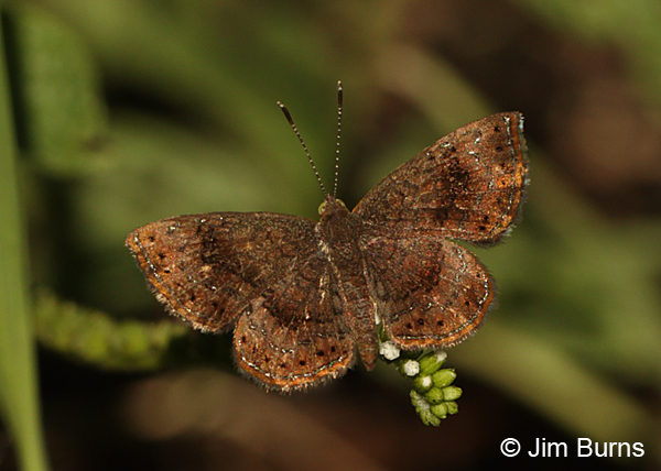 Rounded Metalmark, worn individual, Texas
