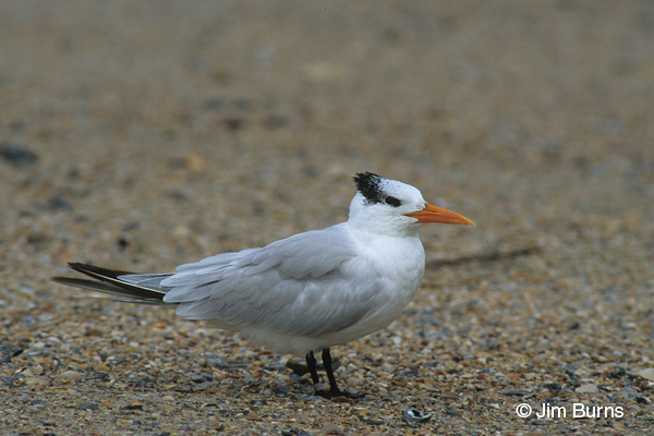 Royal Tern adult nonbreeding