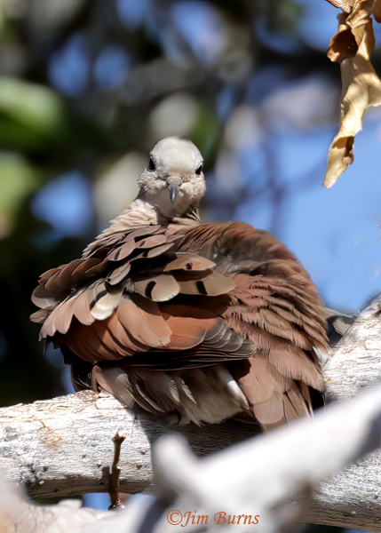 Ruddy Ground-Dove preening #2--8681