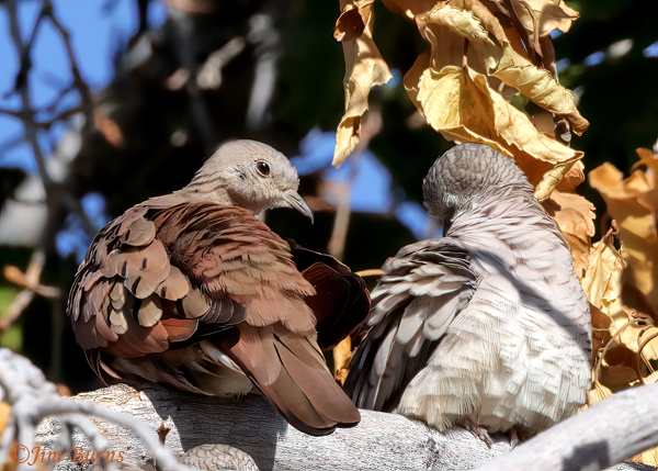 Ruddy Ground-Dove--8761