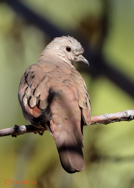 Ruddy Ground-Dove dorsal view--8868