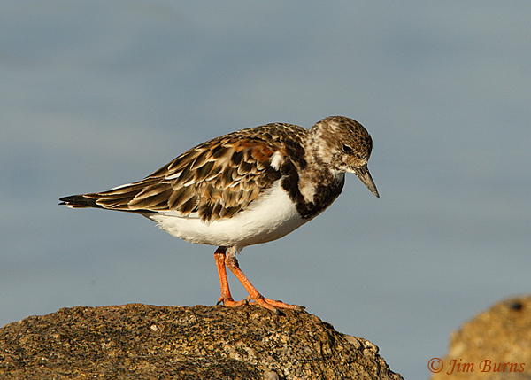 Ruddy Turnstone adult non-breeding--3938