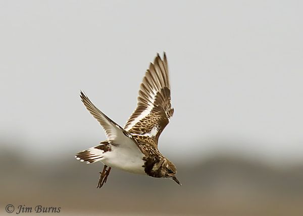 Ruddy Turnstone winter adult