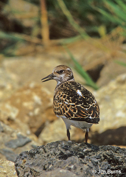 Ruddy Turnstone juvenile