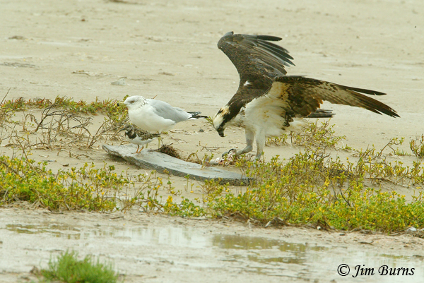Ruddy Turnstone third in line