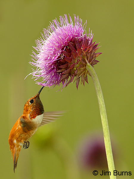 Rufous Hummingbird male at thistle vertical