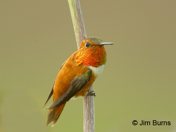 Rufous Hummingbird male horizontal