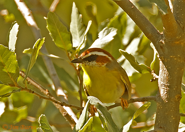 Rufous-capped Warbler in habitat #2--7343