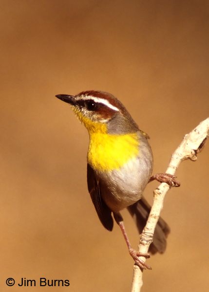 Rufous-capped Warbler